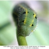 colias alfacariensis lava5c